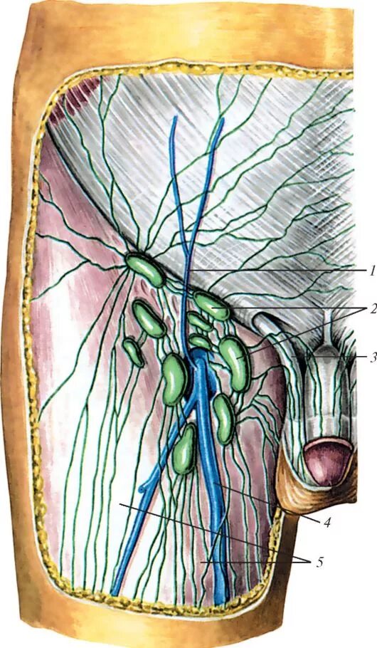 Сплетение яичка. Паховые лимфоузлы анатомия. Пахово бедренные лимфоузлы. Лимфатический узел Пирогова-Розенмюллера. Поверхностная надчревная Вена.