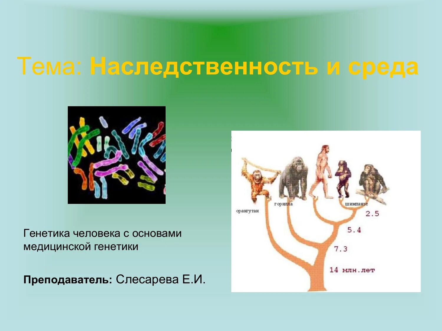 Наследственность и среда. Генетике наследственность и среда. Среда или наследственность. Среда обитания и наследственность. Наследственное взаимодействие