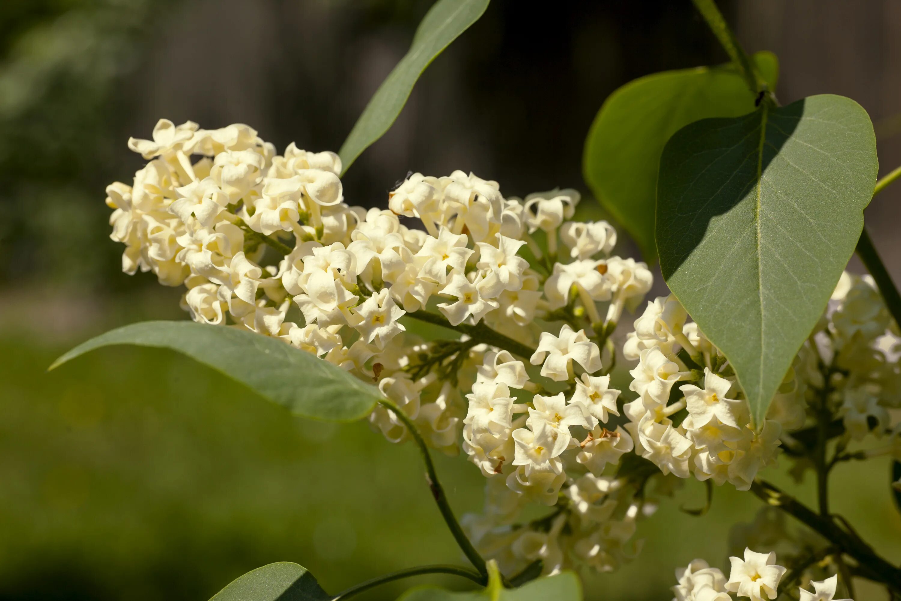 Желтые листья сирени. Сирень Примроуз. Сирень Примроуз (Primrose). Желтая сирень. Сирень Амурская желтая.