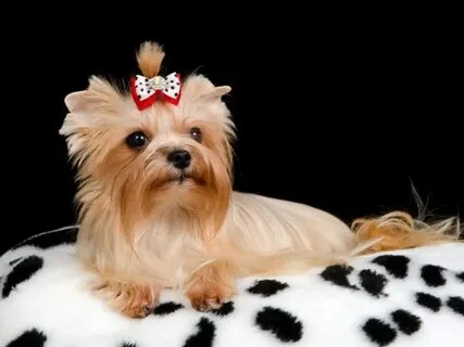 Royal dog