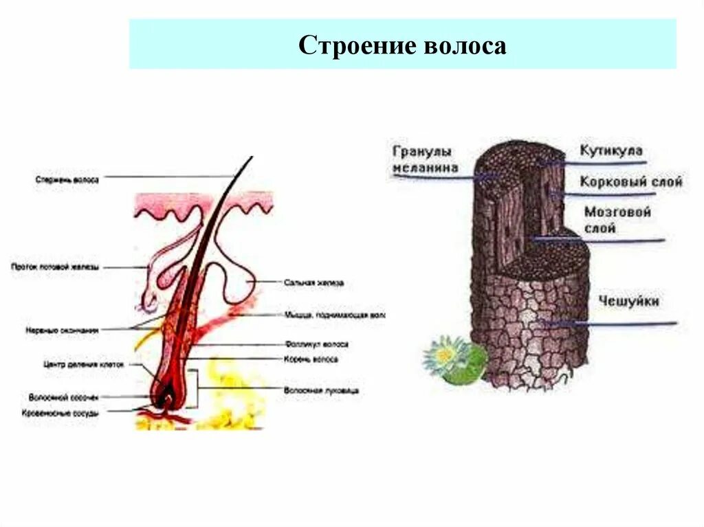 Физиологическое строение волоса. Волос структура и строение. Строение волоса без подписи. Анатомия и физиология волоса человека.