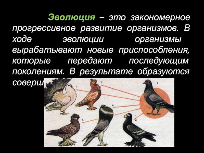 Эволюция. Эволюция это кратко. Эволюция организмов. Эволюционный ход организмов.