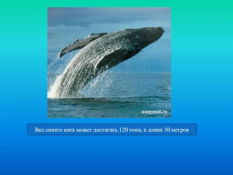 Синий кит вес. Синий кит длина. Сколько весит синий кит фото. Голубой кит вес.