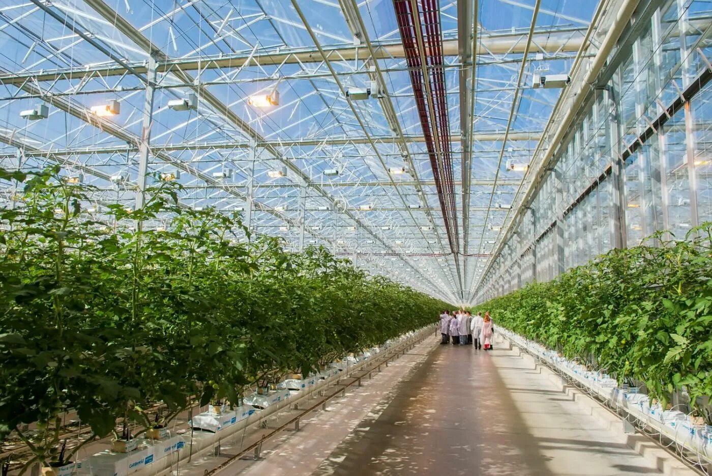 агрофирма подмосковное. тепличный комплекс семьи макаровых. луховицы тепличный комплекс астапово. гринхаус-про тепличный комплекс. шафоат хабибрахманова буздяк.