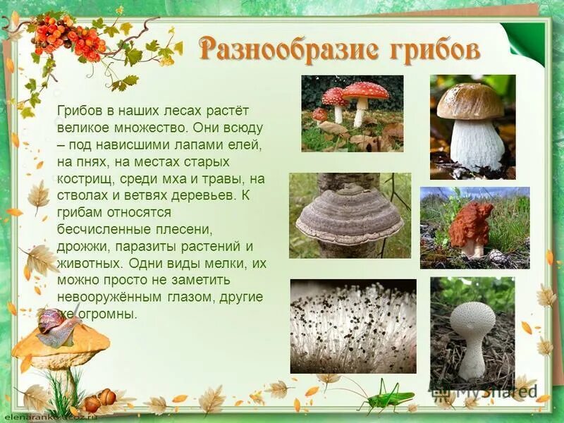Проект по биологии про грибы Грибы-паразиты и меры защиты от них Презентация по биологии презентация, доклад