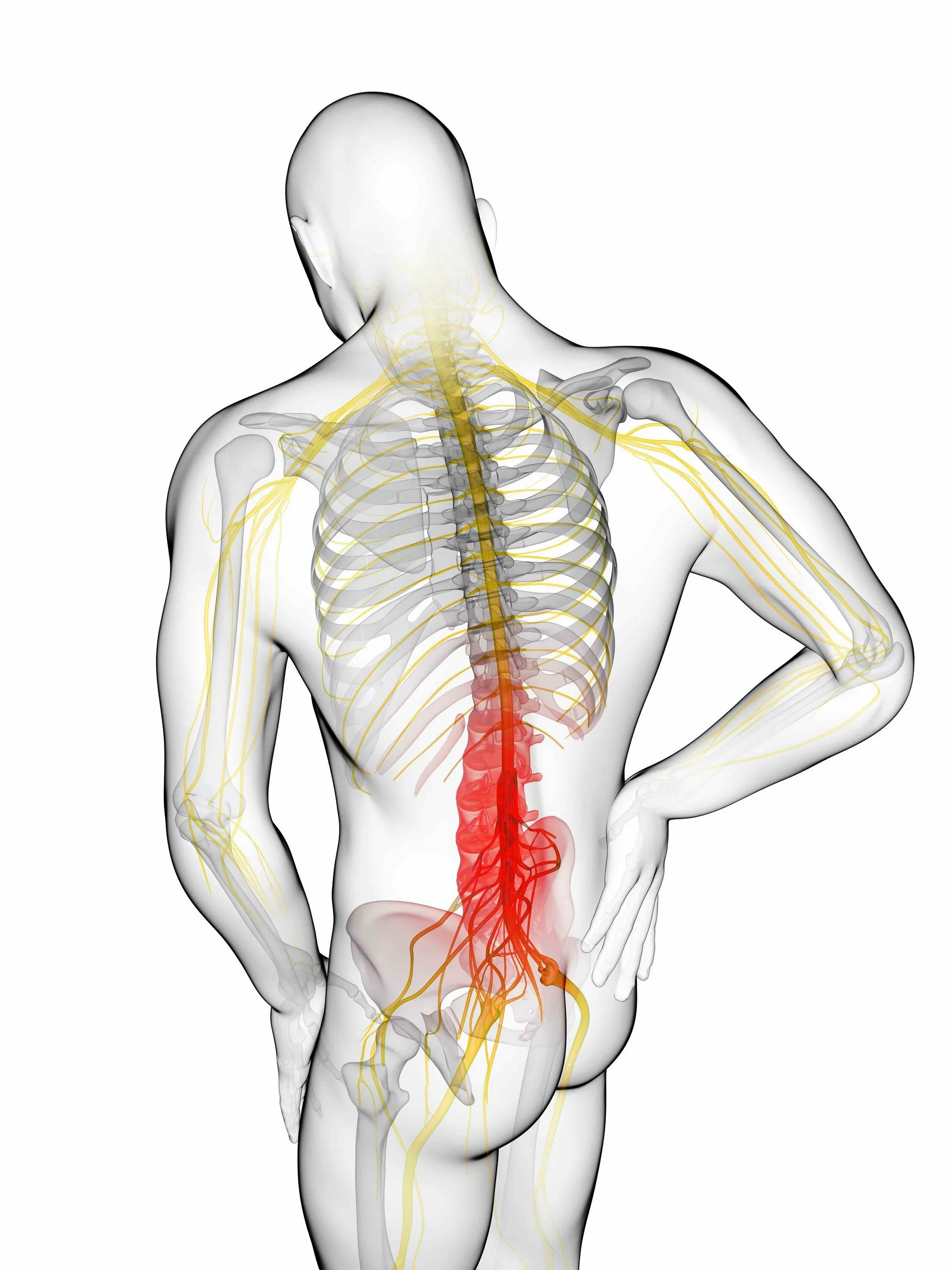 Боль в спине защемление нерва. Нерв в пояснице. Защемление позвоночника. Защемление в пояснице. Защемление нерва в спине.