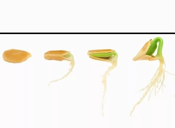 Всхожесть семян огурцов. Прорастание семян огурца. Пророщенные семена огурцов. Прорастание семян огурца по дням. Семена огурца.