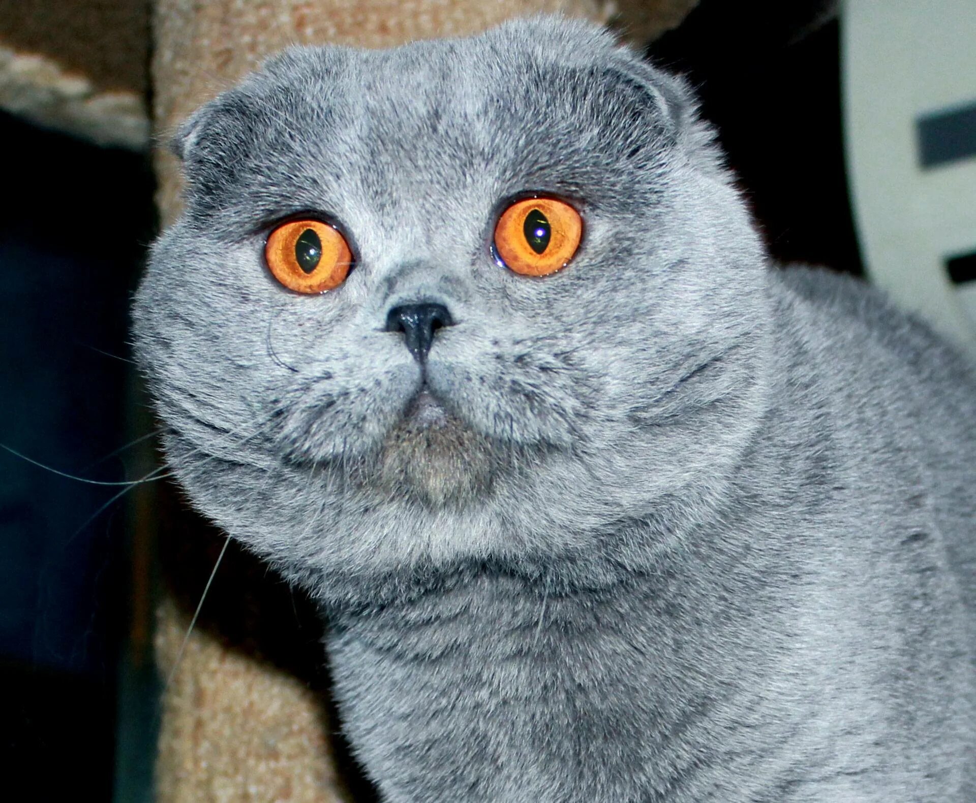 Шотландская британская разница. Ирландский вислоухий кот. Британская вислоухая кошка. Шотландская короткошёрстная кошка вислоухая. Британская короткошёрстная кошка вислоухая.