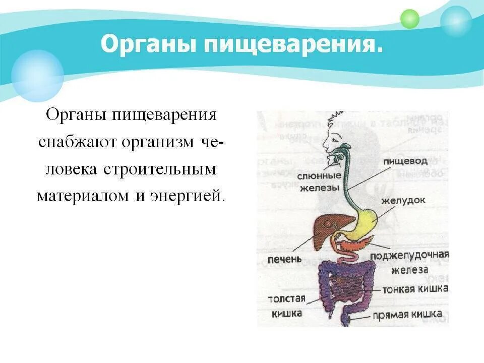 Пищеварительная система человека кратко 3 класс. Пищеварительная система схема 3 класс. Пищеварительная система 3 класс окружающий мир. Пищеварительная система человека 3 класс окружающий мир. Изменение пищи в пищеварительной системе