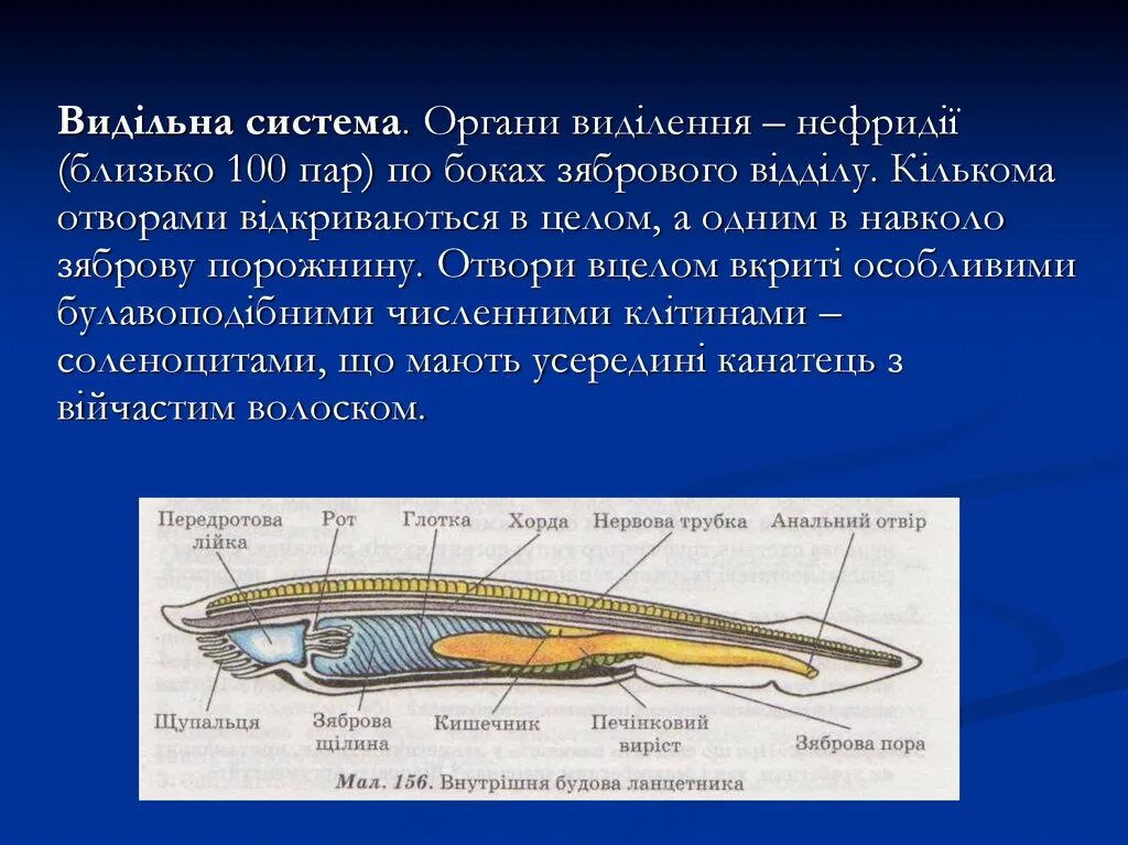 Ланцетник глотка. Атриопор у ланцетника это. Кожные покровы ланцетника. Царство ланцетника. Азиатский ланцетник.