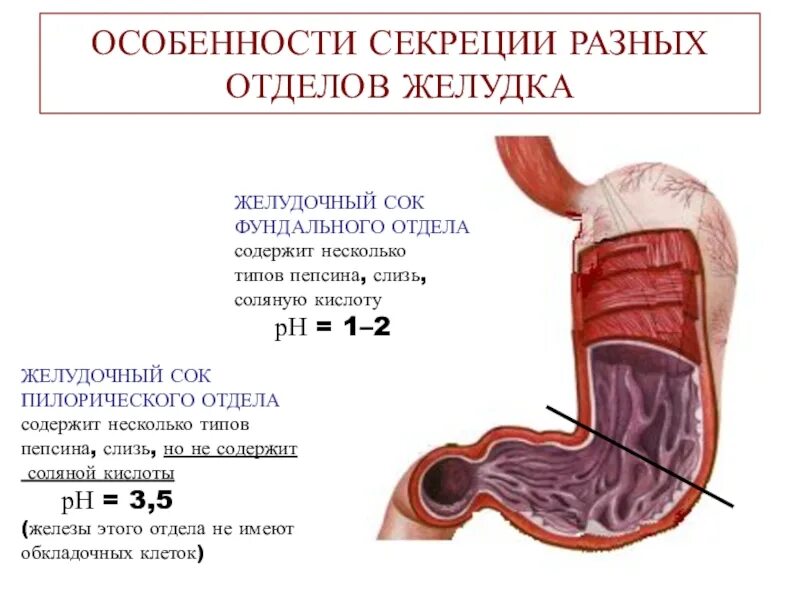 Кислотность (PH) желудочного сока:. РН В разных отделах желудка. PH В отделах желудка. PH антрального отдела желудка. Желудок содержимое слизь