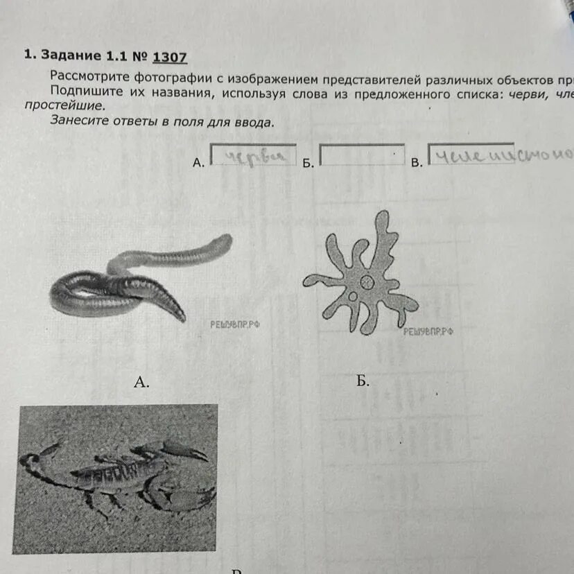 Черви Членистоногие простейшие. Рассмотрите изображения представителей различных объектов природы. Вирусы растения животные ВПР 5 класс. Рассмотрите фотографию с изображением представителей.