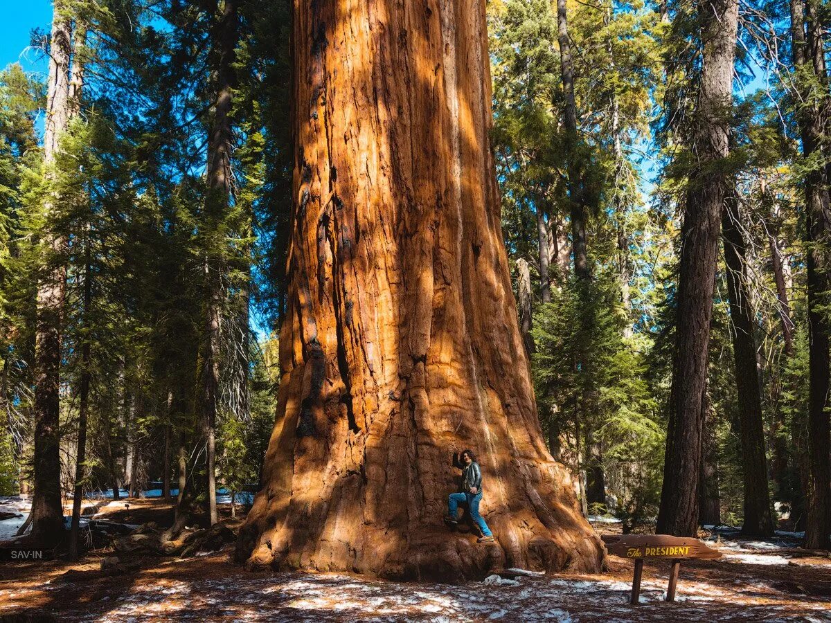Секвойя дерево. Парк секвойя калифорния. национальный парк секвойя (sequoia national park). секвойя дерево парк сша.