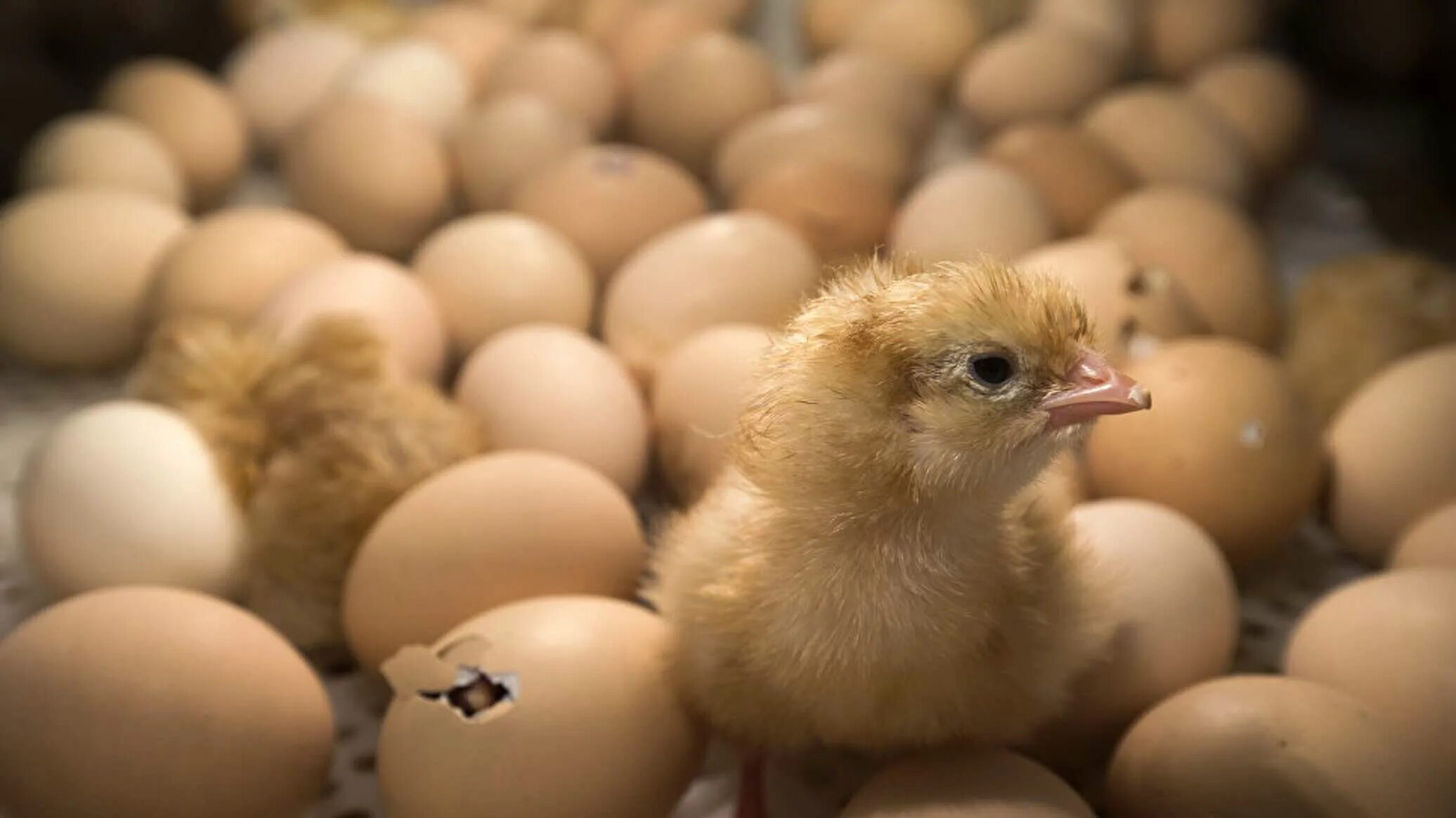 В каких яйцах есть цыплята. Цыплята в инкубаторе. Вылупившиеся цыплята. Инкубационное яйцо цыплята. Вылупление цыплят.