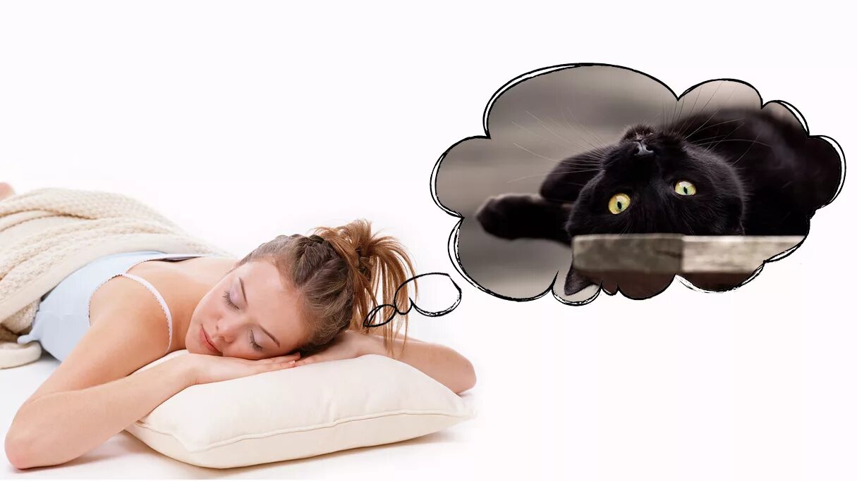 К чему снятся большие коты женщине. Сон кошечки. приснилась кошка. кошки во сне к чему снится. здоровый сон с котом.