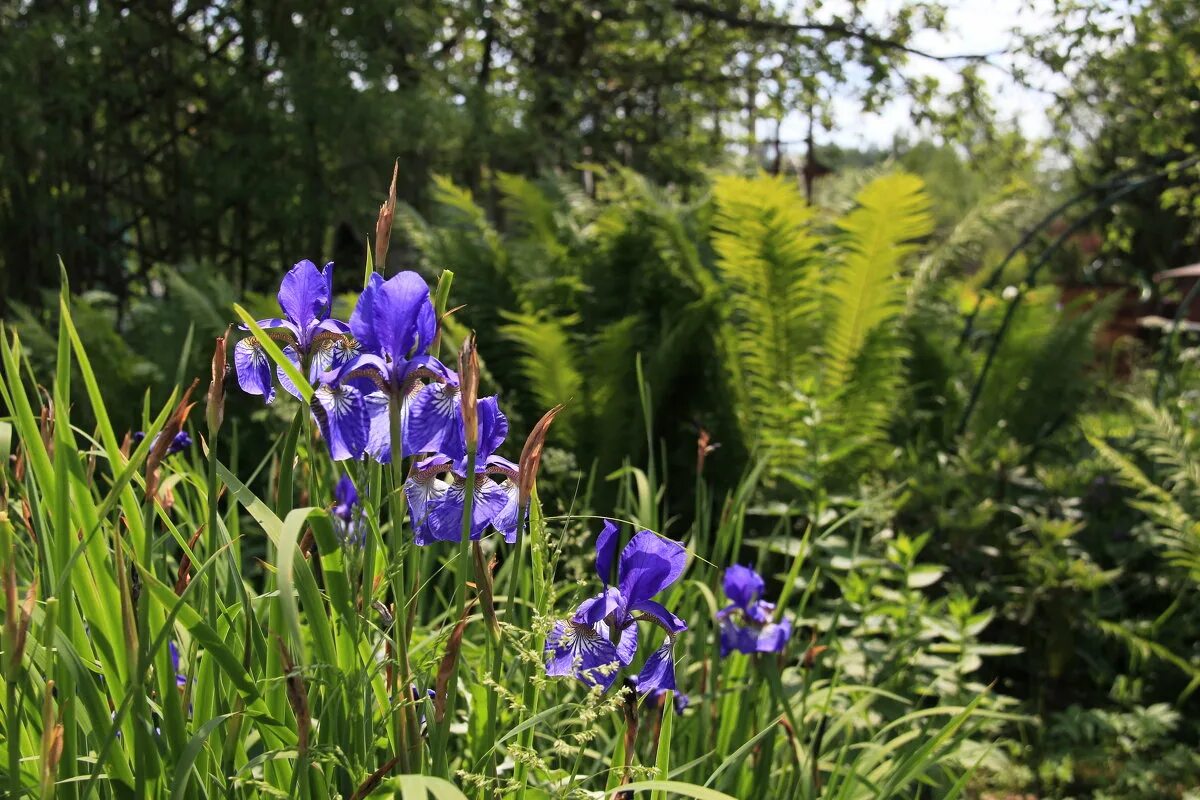 ирис виргинский. ирис лесной ландыш. ирис сибирский. лесные ирисы подмосковья. ирис касатик лесной.