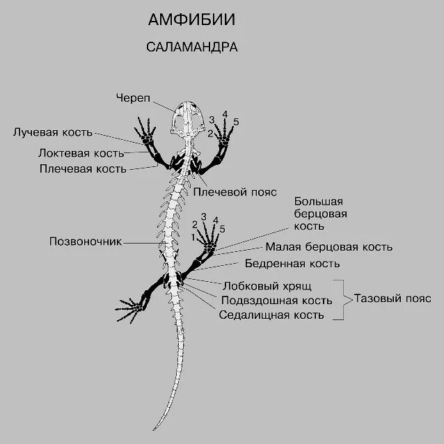 Конечности и их функции ящерицы. Строение скелета хвостатых земноводных. Внутреннее строение огненной Саламандры. Хвостатые амфибии строение. Хвостатые земноводные особенности строения.