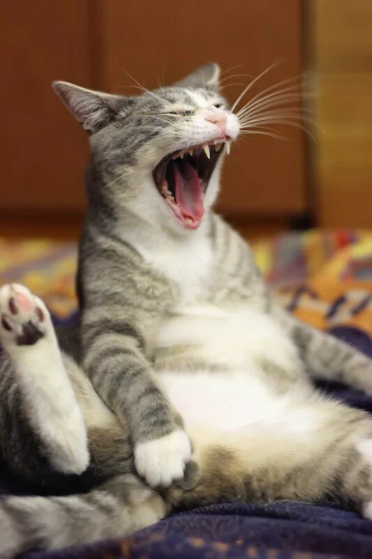 Кит смеется. Кот смеется. Кот смеется. Кошка ржет. Кошке смех.