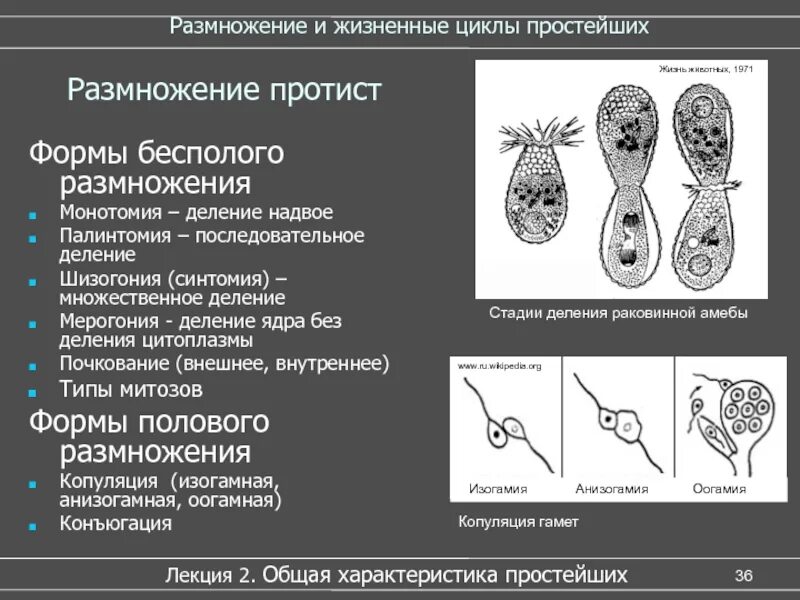 Схемы жизненного цикла простейших. Шизогония и палинтомия. Формы бесполого размножения шизогония. Формы бесполого размножения простейших. Пили у простейших