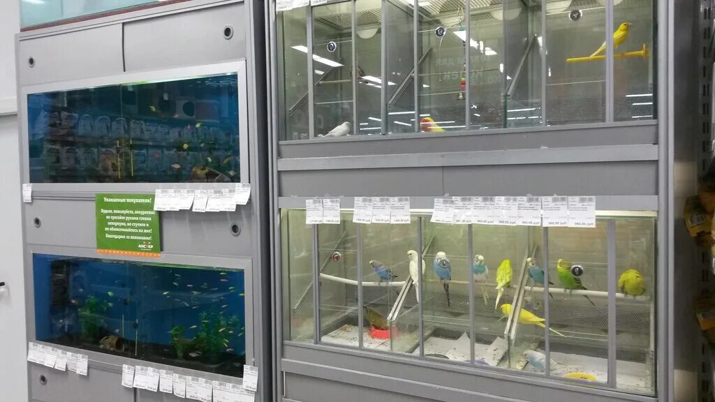 Анстер зоомагазин березовский. Зоомагазин березовский свердловская. Зоомагазины березовский. Зоомагазин екатеринбург с животными. Зоомагазин березовский свердловская.