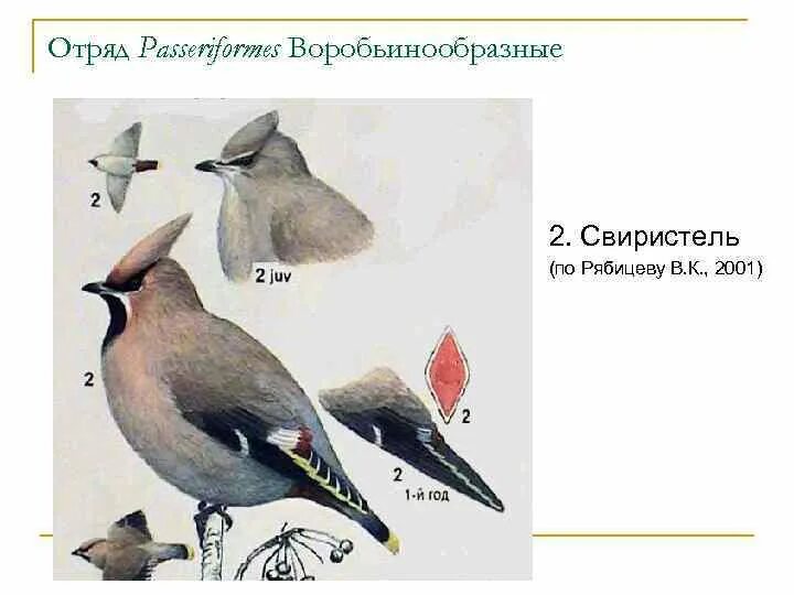 Свиристель как отличить самку от самца. Свиристели самки и самцы отличия. Свиристель самка и самец. Свиристель самец и самка отличия. Свиристели глагол