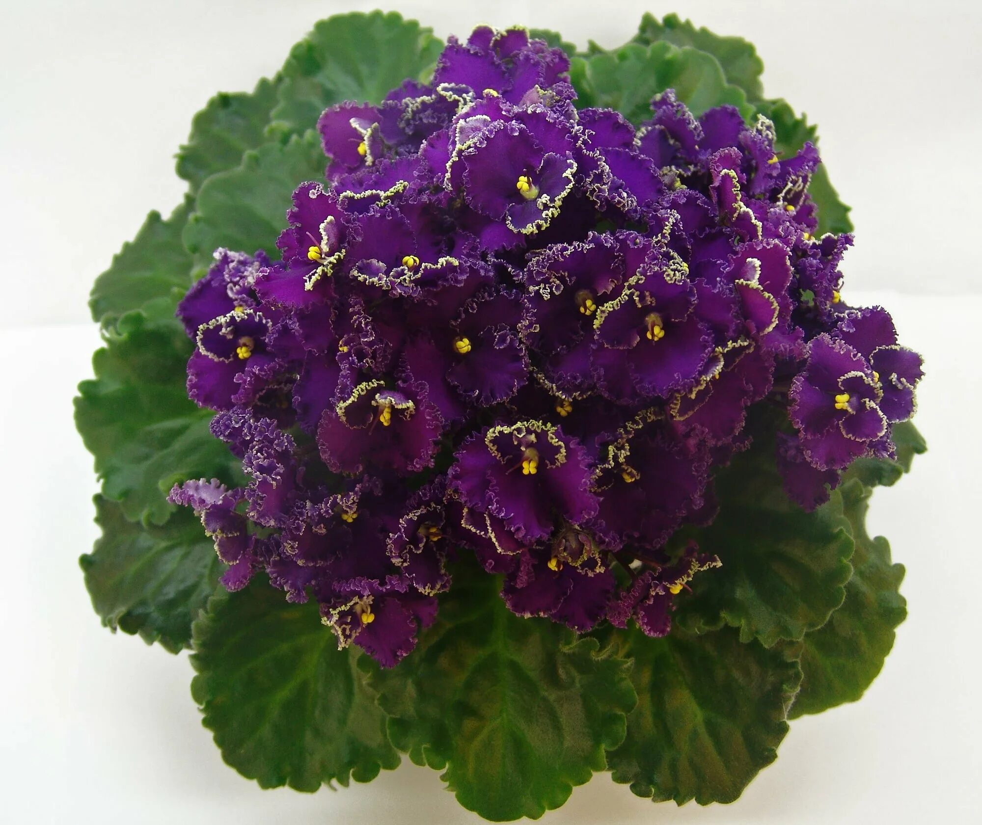 Ever joy. Optimara everjoy фиалка. Optimara everjoy фиалка. Фиалка optimara ever special. Ever joy.