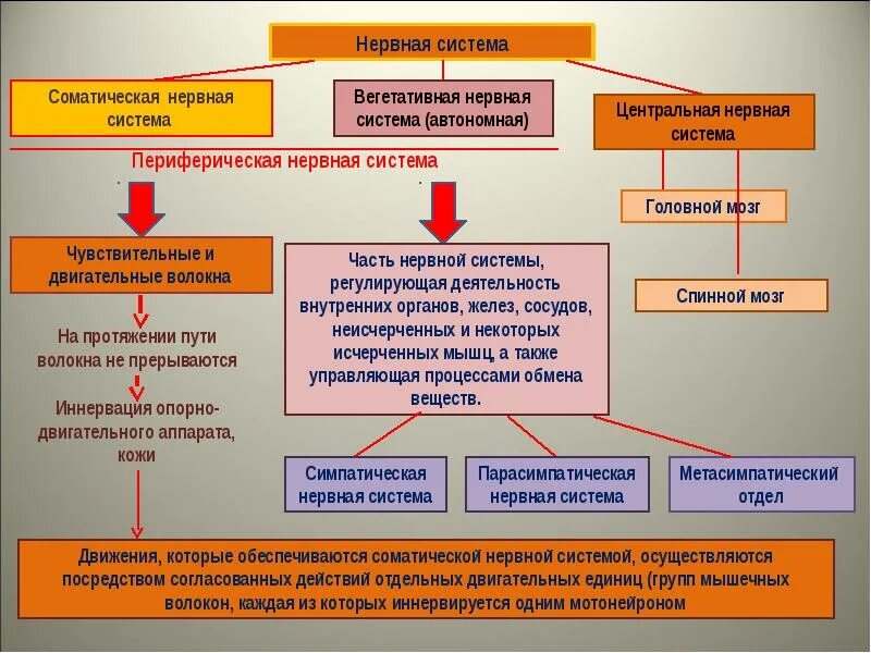 Нервная система соматическая и Веге. Соматическая и вегетативная нервная система. Нервная система вегетативная и Соматическа. Регуляция работы органов. Соматический и вегетативный автономный отдел