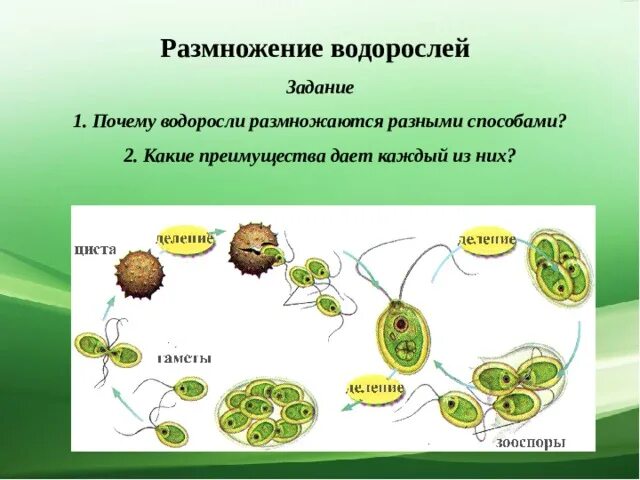 Какие водоросли размножаются. Размножение водорослей схема. Размножение водорослей задание. Способы размножения водорослей. Размножение водорослей картинки.