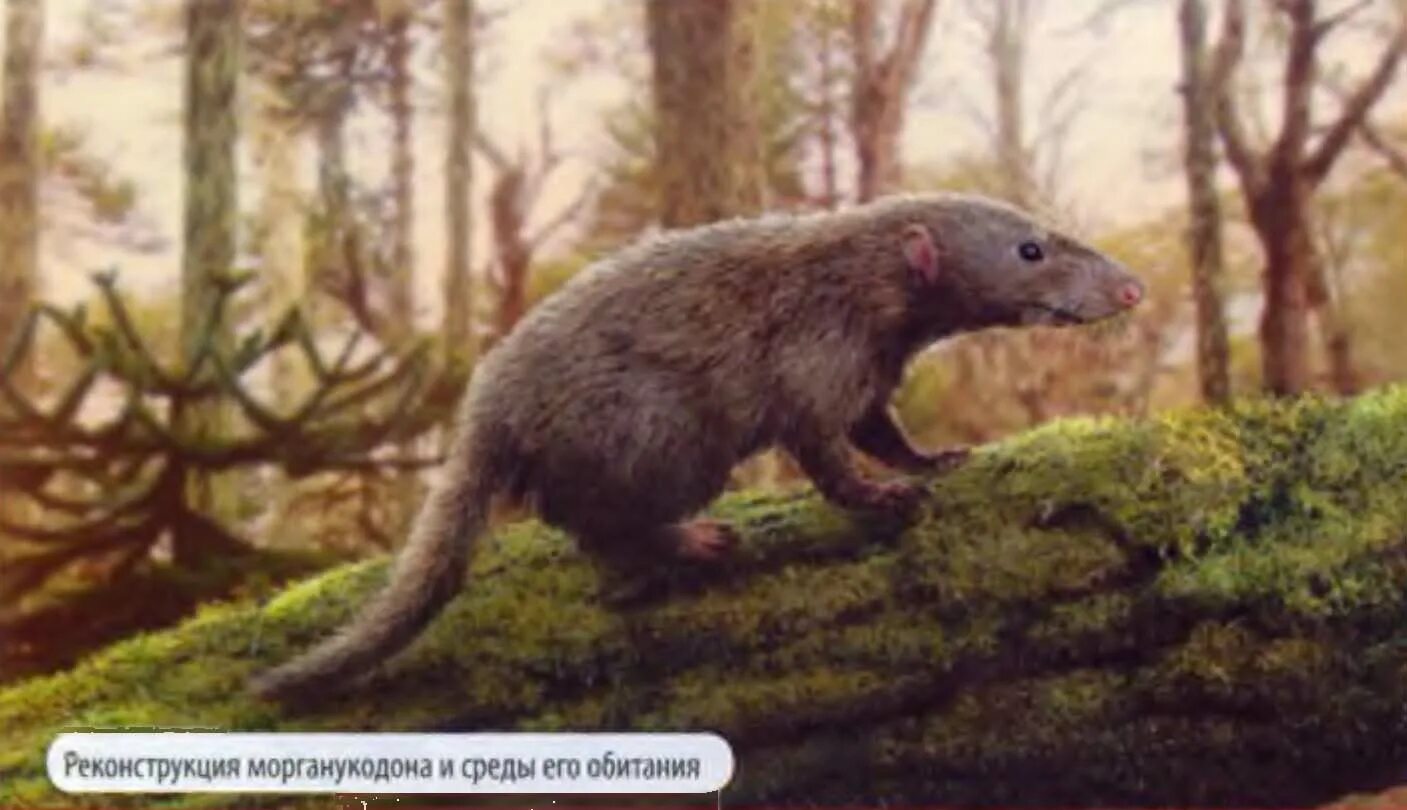 Morganucodon oehleri. Предки млекопитающих. Морганукодоны мезозоя. Морганукодон. Морганукодон.