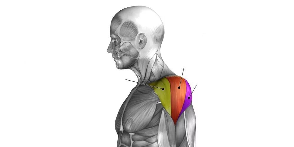 Упражнения на средний пучок. Средний пучок дельтовидной мышцы. Мышцы передняя Дельта анатомия. Передний пучок дельтовидной мышцы. Средняя Дельта плеча анатомия.