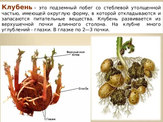 Клубень подземный побег. Столон подземный побег. Строение клубня. Клубень столон. У картофеля образуются укороченные подземные побеги округлой