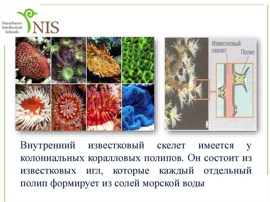 Одиночный коралловый полип. Коралловые полипы кишечнополостные. Euphyllia glabrescens. Коралловые полипы кораллы. Опорой тела колониальных коралловых полипов.