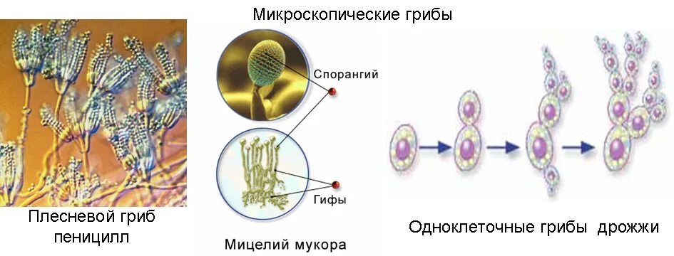 Мицелий грибов представлен одноклеточными. Дрожжи грибы строение. Строение мицелия дрожжей. Плесневые и дрожжевые грибы. Микроскопические плесневые грибы.