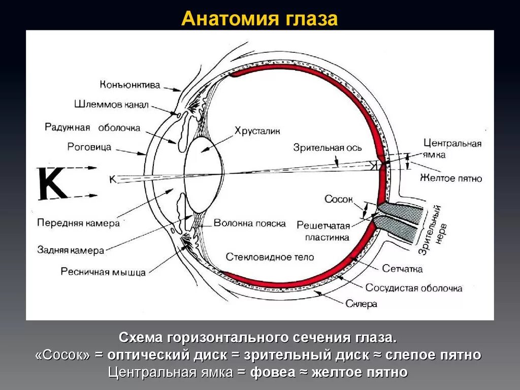 Строение глазного анализатора человека схема. Зрительный анализатор строение ЕГЭ. Строение оптического аппарата зрительного анализатора. Строение глаза спереди.