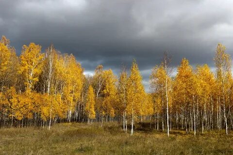 Желтеющий лес