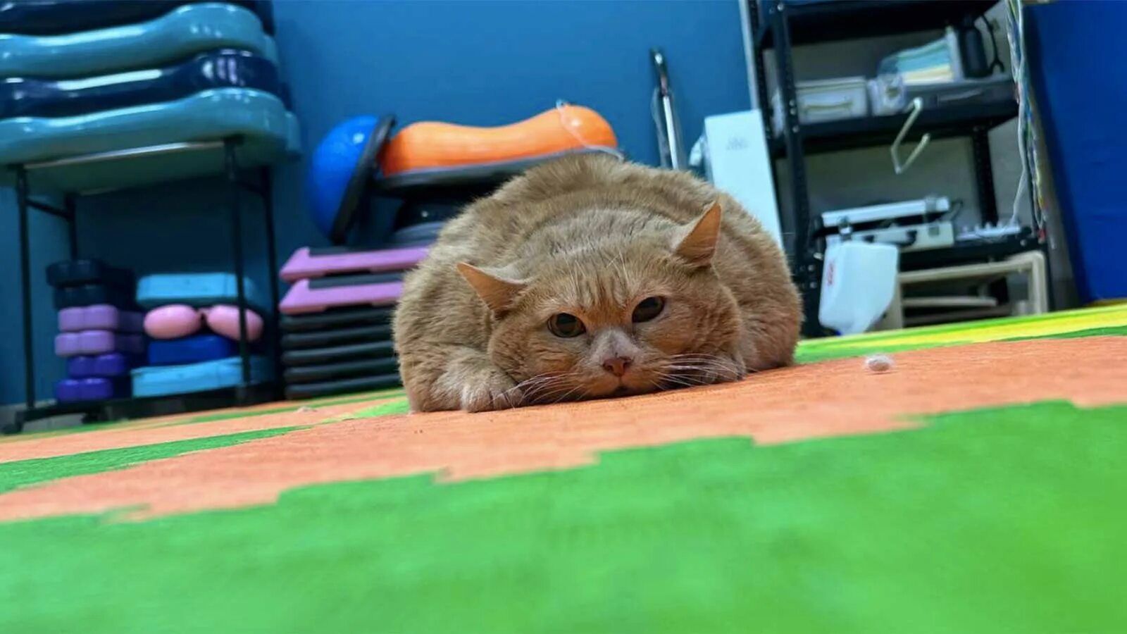 Кот крошик застрял в обувнице. Кот крошик застрял в обувнице