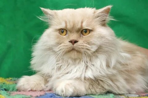 Классический персидский кот