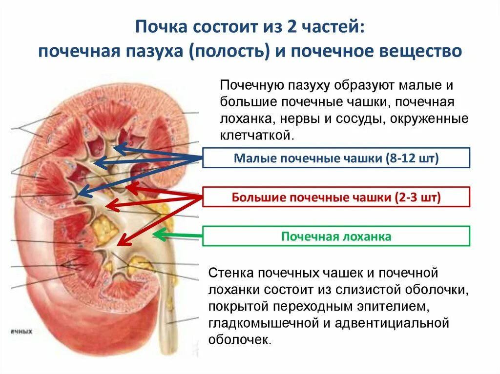 Строение почки почечная пазуха. Почка состоит из двух частей. Анатомическое строение почки человека. Почечная пазуха анатомия строение.