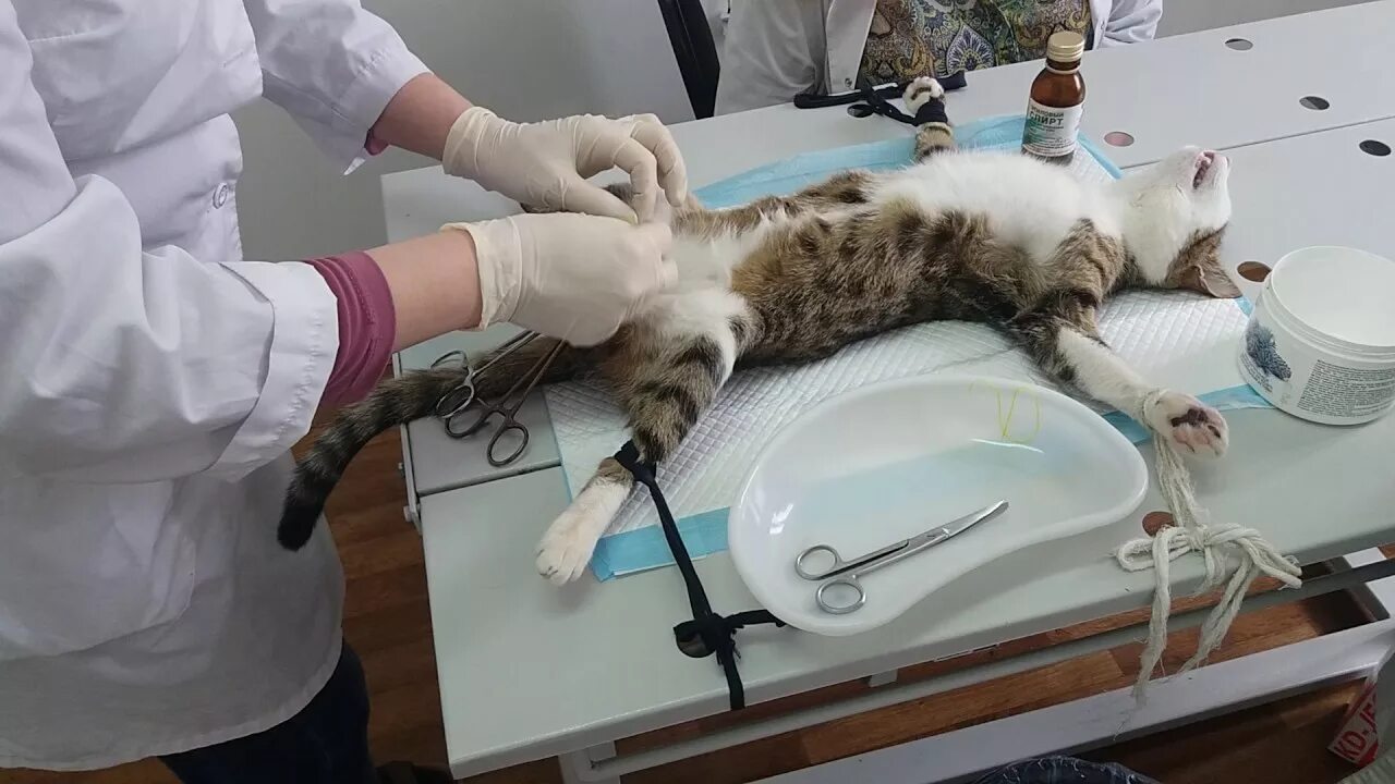 Сколько простерилизовать кошку