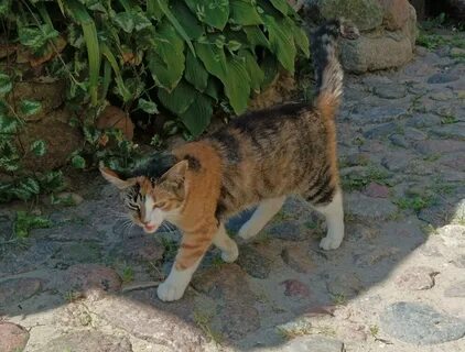 Коты область
