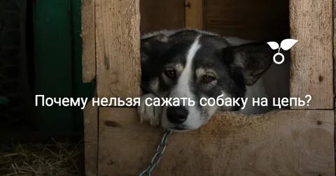 Щенка посадили