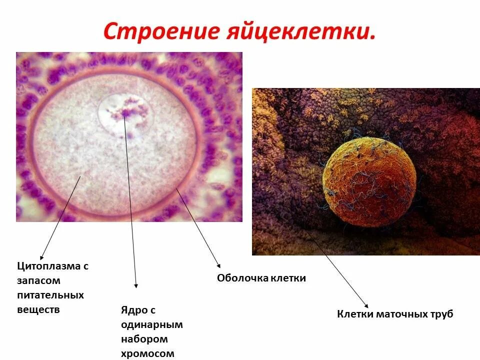 Размер яйцеклетки рыбы. Схема строения яйцеклетки. Строение яйцеклетки животных. Строение яйцеклетки гистология. Строение яйцеклетки биология 10.