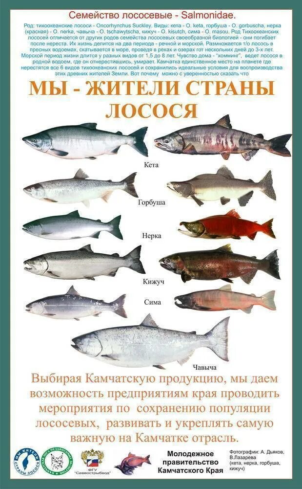 Семейство лососевых это. Лососёвые породы рыб перечень. Кижуч это семейство лососевых. Семейство лососевых рыб список. Форель рыба семейства лососевых.