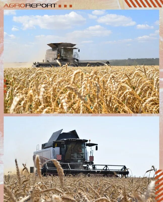 семена подсолнечника семена сои семена льна. семена сельхозкультур. травопольная система земледелия. семена растений. урожай зерновых.