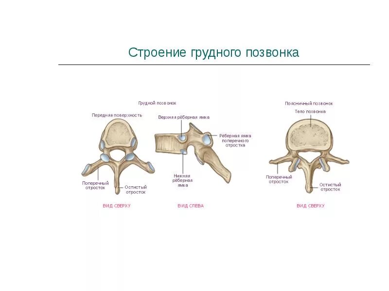 Грудной позвонок характеристика