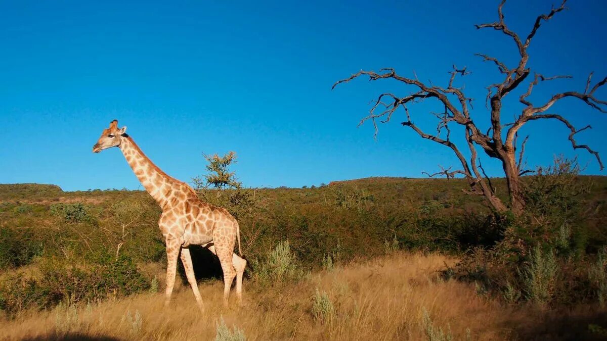 Жираф среда обитания. Ареал жирафа. Жираф фото. Рост жирафа.