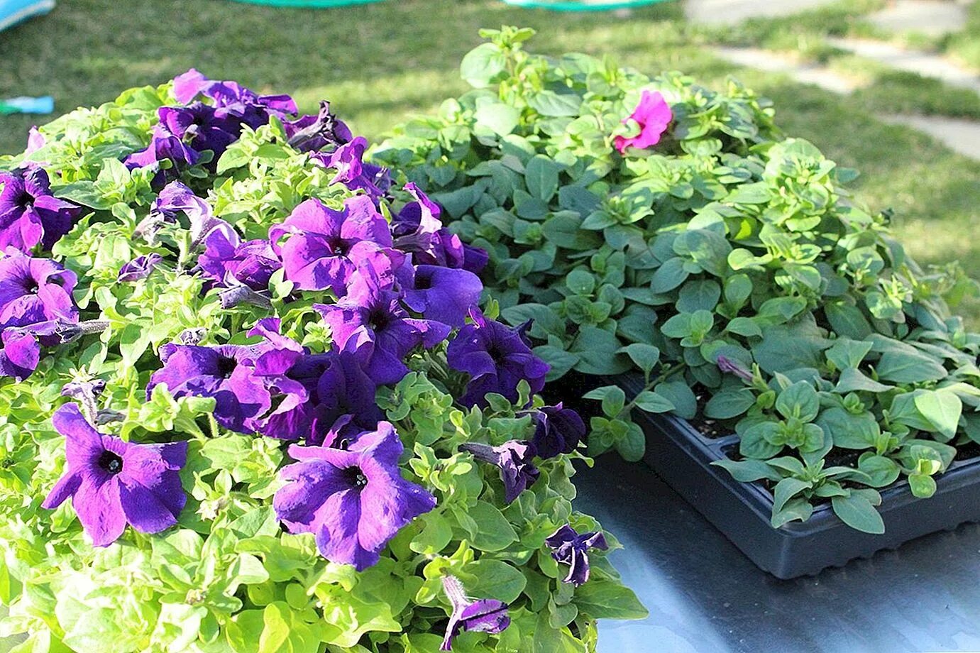 лобелия петуния сурфиния. петуния ампельная и кустовая. петуния cascadias purple gem. петуния ампельная парпл вельвет. выращивание каскадных петуний.