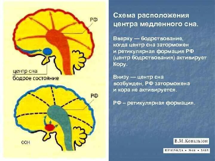 Центр сна в мозге. Центры бодрствования. Регулирует процессы сна и бодрствования. Механизмы сна и бодрствования. Центры сна и бодрствования в головном мозге.