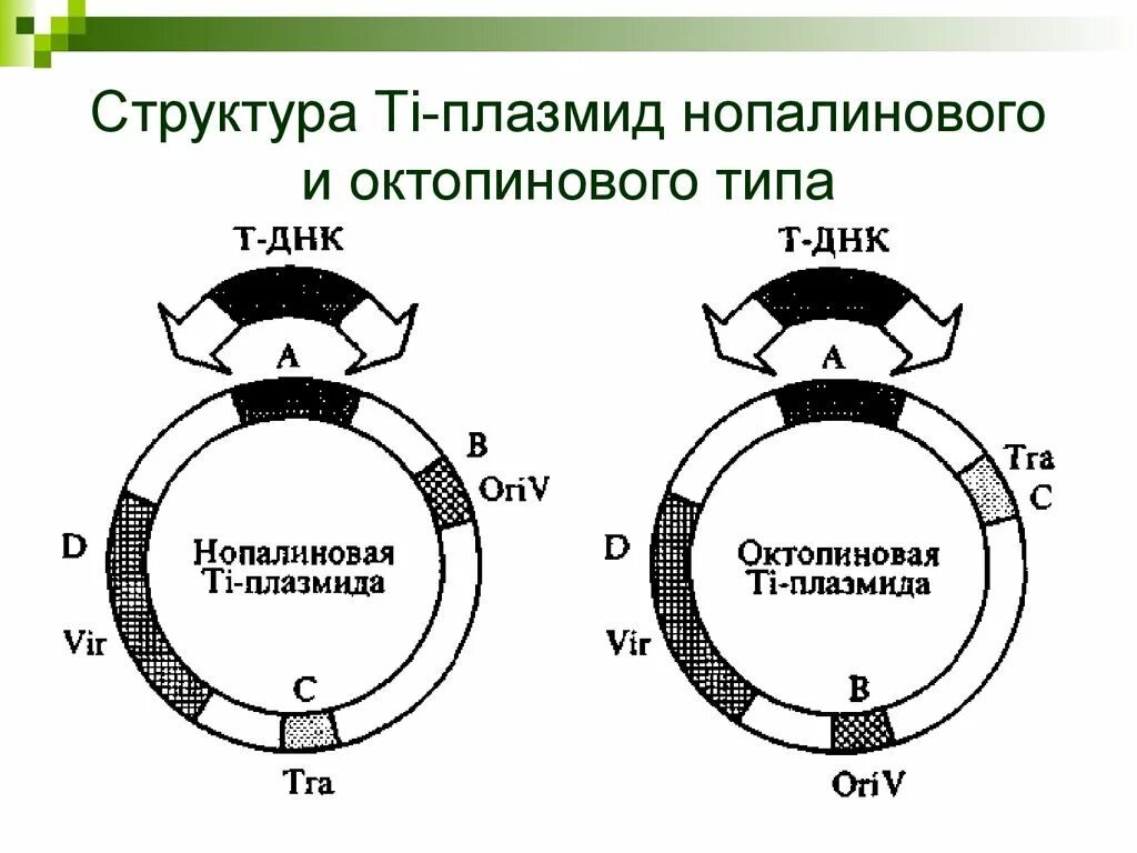 Кольцевая строение 2. Строение ти плазмиды. Строение ti плазмиды. Структура ti и RI плазмид. Структура плазмид.