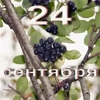 24 сентября дата в истории. 24 сентября. 24 сентября фёдора обдёра. 24 сентября открытки с праздниками. 24 сентября надпись.